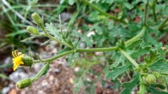 Senecio viscosus