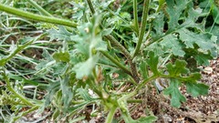 Senecio viscosus