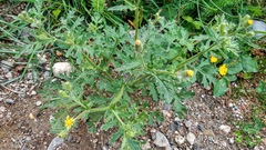 Senecio viscosus