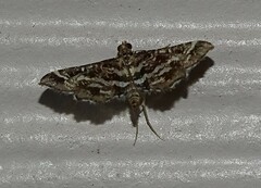Diasemiopsis leodocusalis
