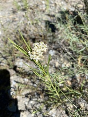 Asclepias
