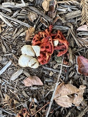Clathrus ruber