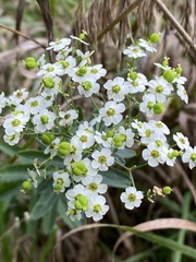 Euphorbia corollata
