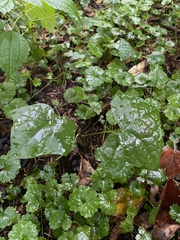 Menispermum canadense