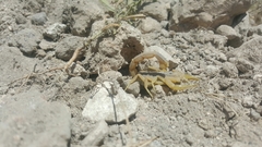 Leiurus hebraeus