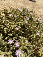 Spergularia macrotheca