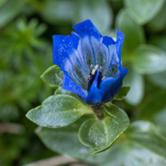 Gentiana calycosa