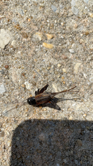 Gryllus pennsylvanicus