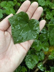 Menispermum canadense