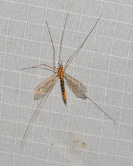 Nephrotoma ferruginea