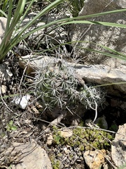 Neolloydia conoidea