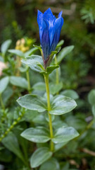 Gentiana calycosa