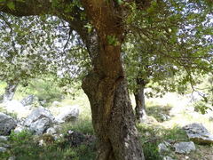 Quercus ilex