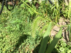 Setaria faberi