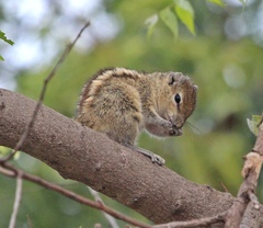 Funambulus palmarum