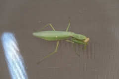 Hierodula transcaucasica