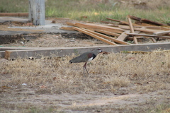 Vanellus chilensis