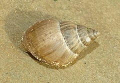 Rabdotus dealbatus