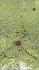 Leiobunum