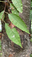 Prunus pensylvanica