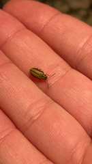 Xanthogaleruca luteola