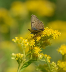 Lycaena tityrus