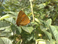 Thecla betulae