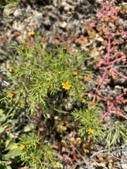 Dyssodia papposa