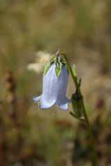 Campanula barbata