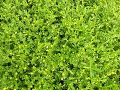 Grangea maderaspatana