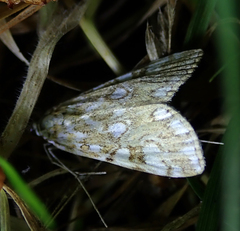 Elophila nymphaeata