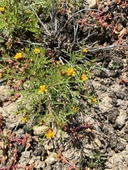 Dyssodia papposa