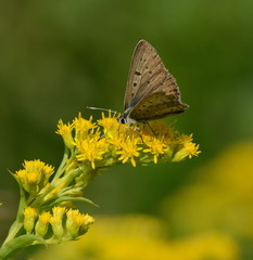 Lycaena tityrus