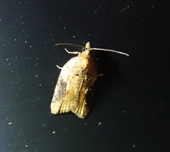 Acleris laterana