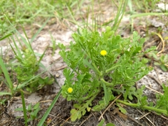 Grangea maderaspatana