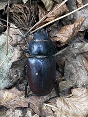 Lucanus cervus