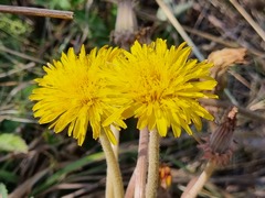 Taraxacum serotinum