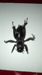 Stenopelmatus minor