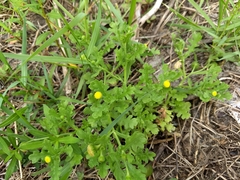 Grangea maderaspatana