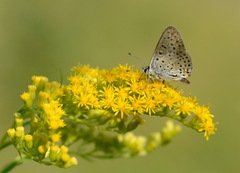 Lycaena tityrus