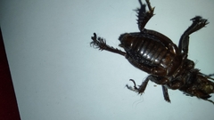 Stenopelmatus minor