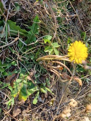 Taraxacum serotinum