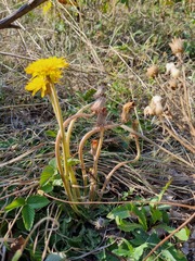 Taraxacum serotinum