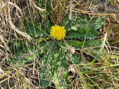 Taraxacum serotinum