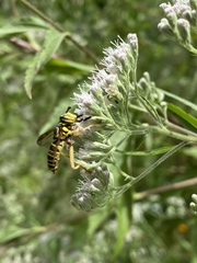 Spilomyia longicornis