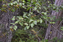 Alnus alnobetula