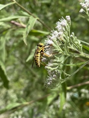 Spilomyia longicornis