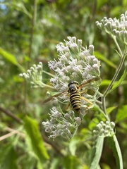 Spilomyia longicornis