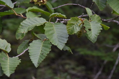 Alnus alnobetula
