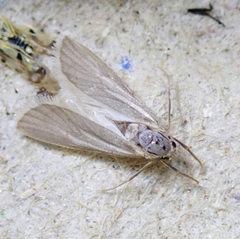 Acentria ephemerella